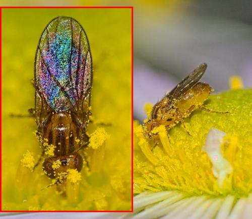 Trachysiphonella sp.
